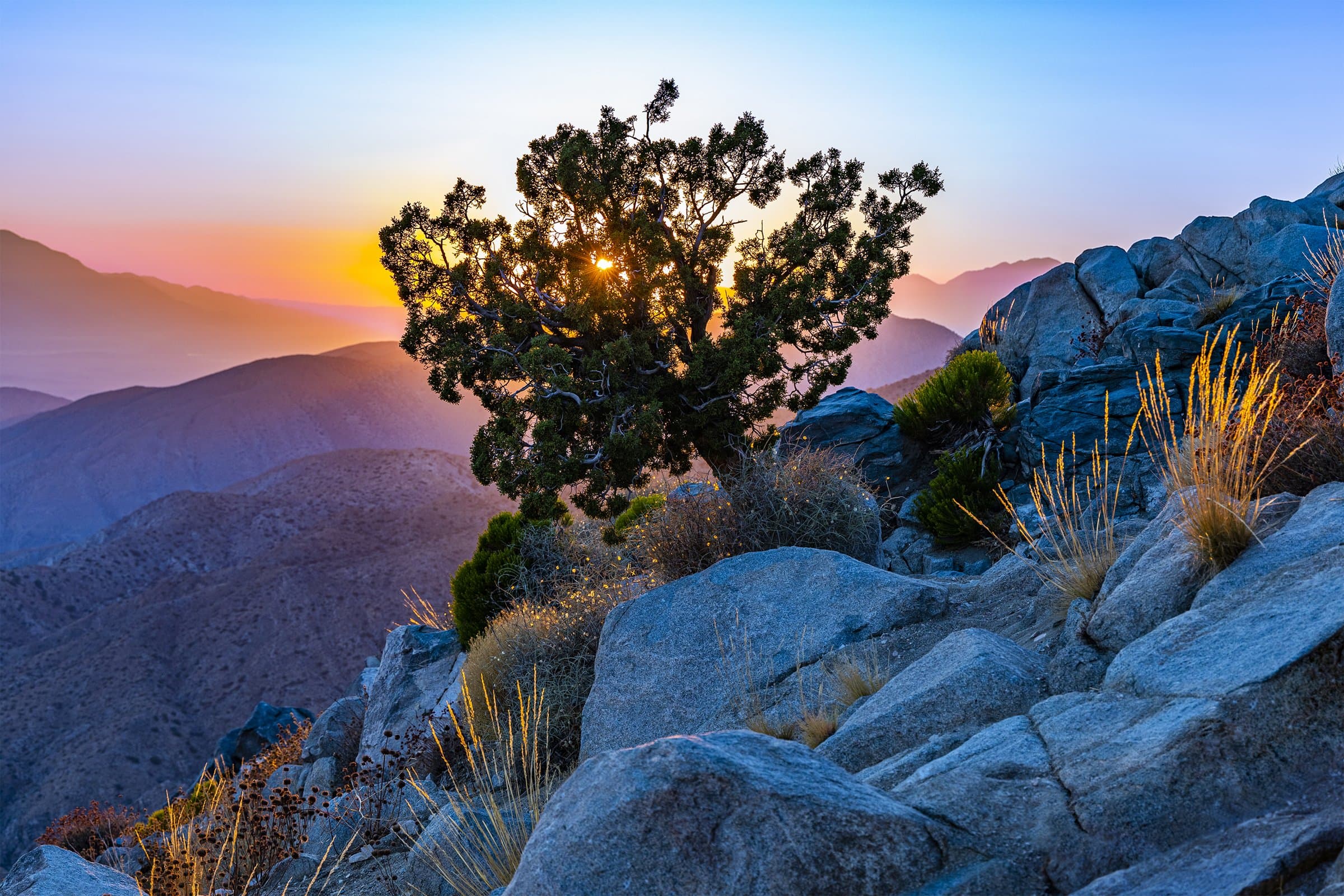 Joshua Tree NP